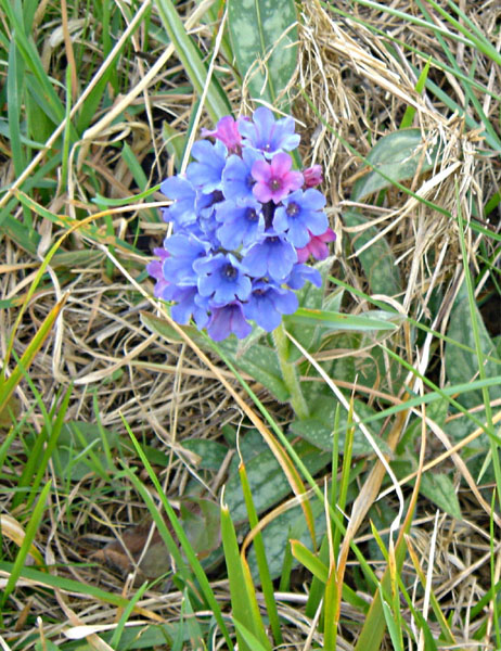 Pulmonaria officinalis